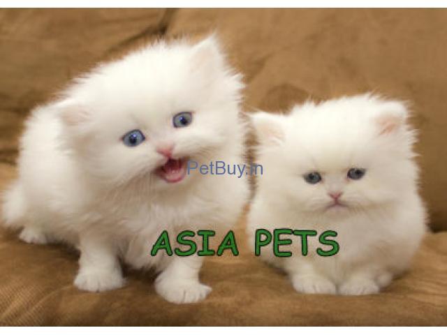 Buy pet