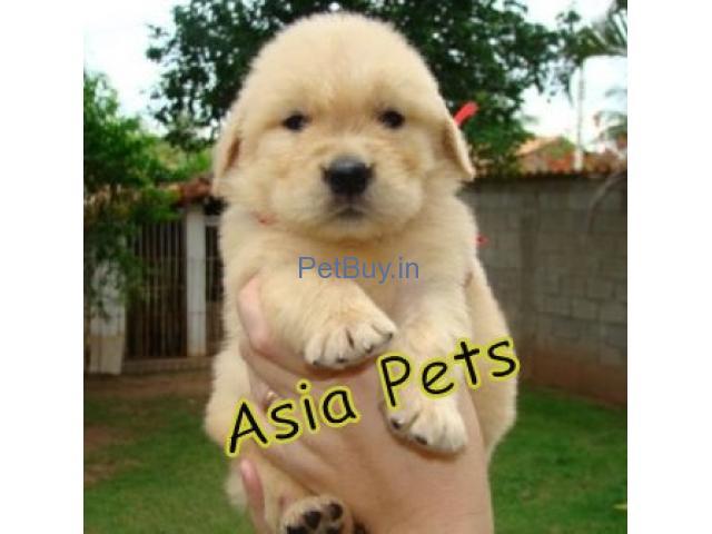 Buy pet