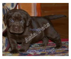 Puppies for sale