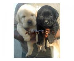 Puppies for sale