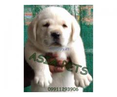 Puppies for sale