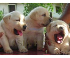 Puppies for sale