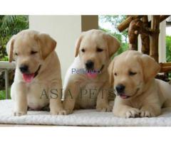 Puppies for sale