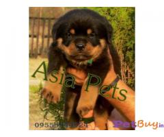 Puppies for sale