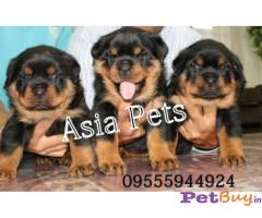 Puppies for sale