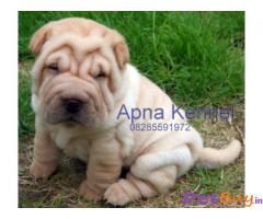 Chinese shar-pei
