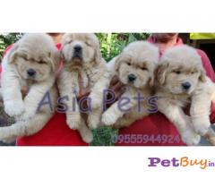 Puppies for sale