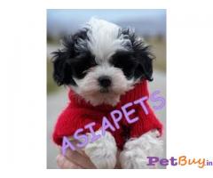 Havanese