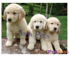 Puppies for sale