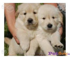 Puppies for sale