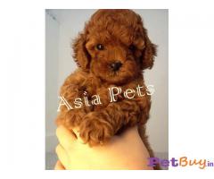 Toy Poodle