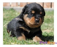 Puppies for sale