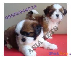 Puppies for sale