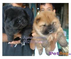 Puppies for sale