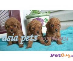 Toy Poodle