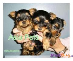 Puppies for sale