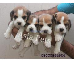 Puppies for sale