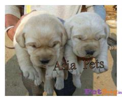 Puppies for sale