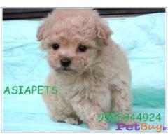 Puppies for sale