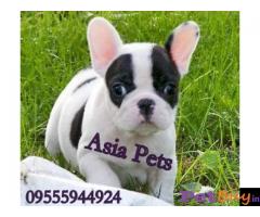 Puppies for sale