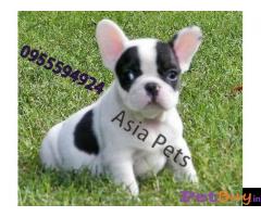 Puppies for sale