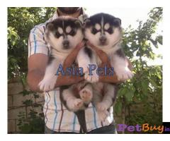 Puppies for sale