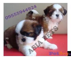 Puppies for sale