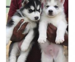 Puppies for sale