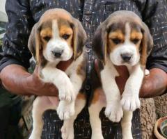 Puppies for sale