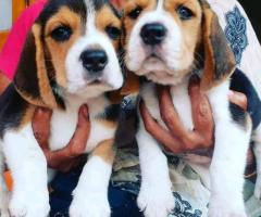 Puppies for sale