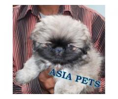 Pekingese