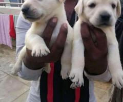 Puppies for sale