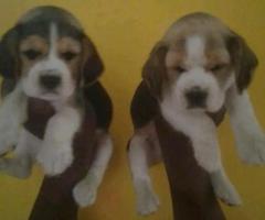 Puppies for sale