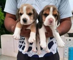 Puppies for sale