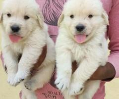 Puppies for sale