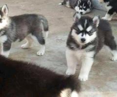 Puppies for sale