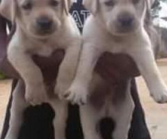 Puppies for sale