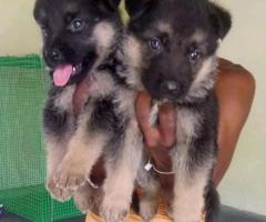 Puppies for sale