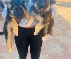 Puppies for sale