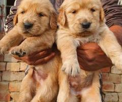 Puppies for sale