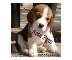 Puppies for sale