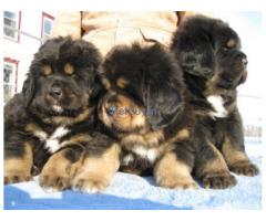 Puppies for sale