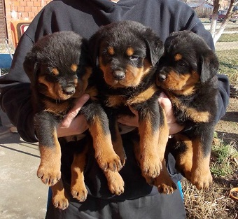 Rottweiler for sale in Delhi NCr