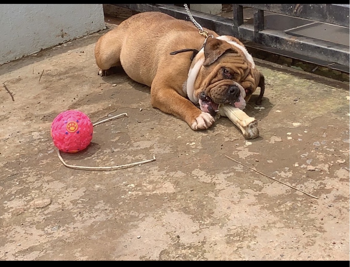 Healthy English British pure breed Bulldog for sale