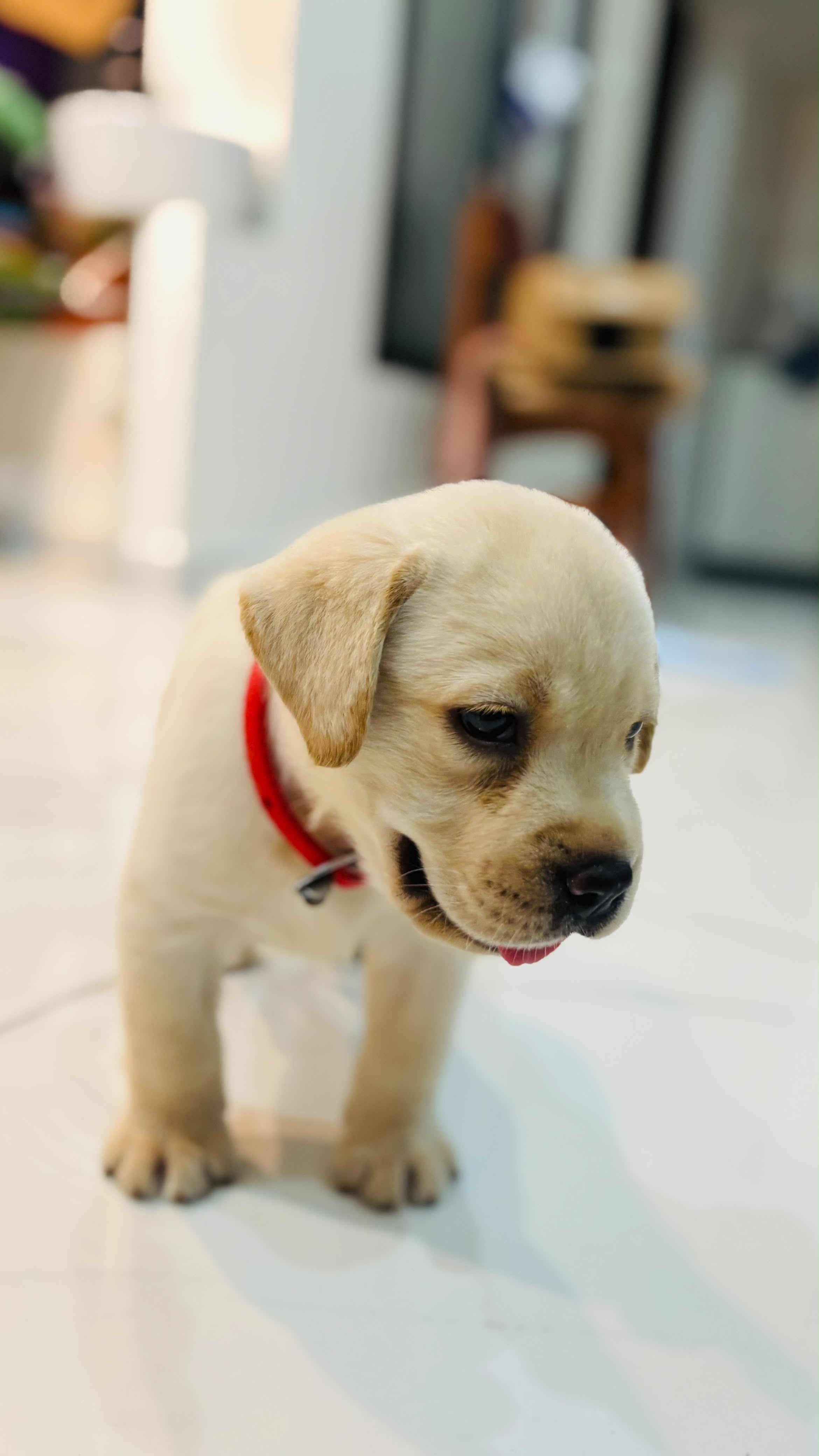 A male Labrador puppy