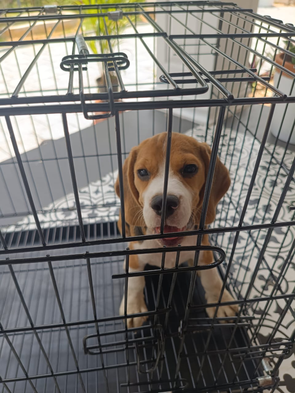 Beagle Puppy for sale