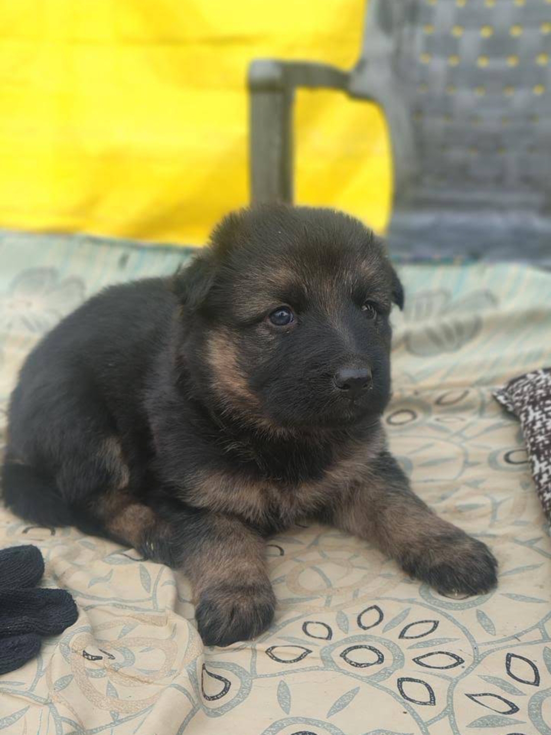 Healthy German Shepherd puppy for sale