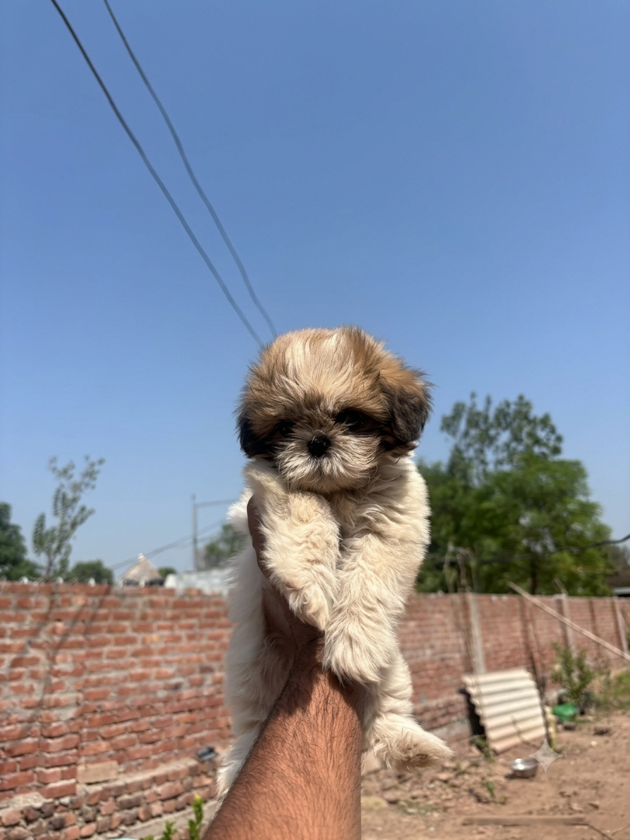 SHITZU FEMALE PUPPY FOR SALE