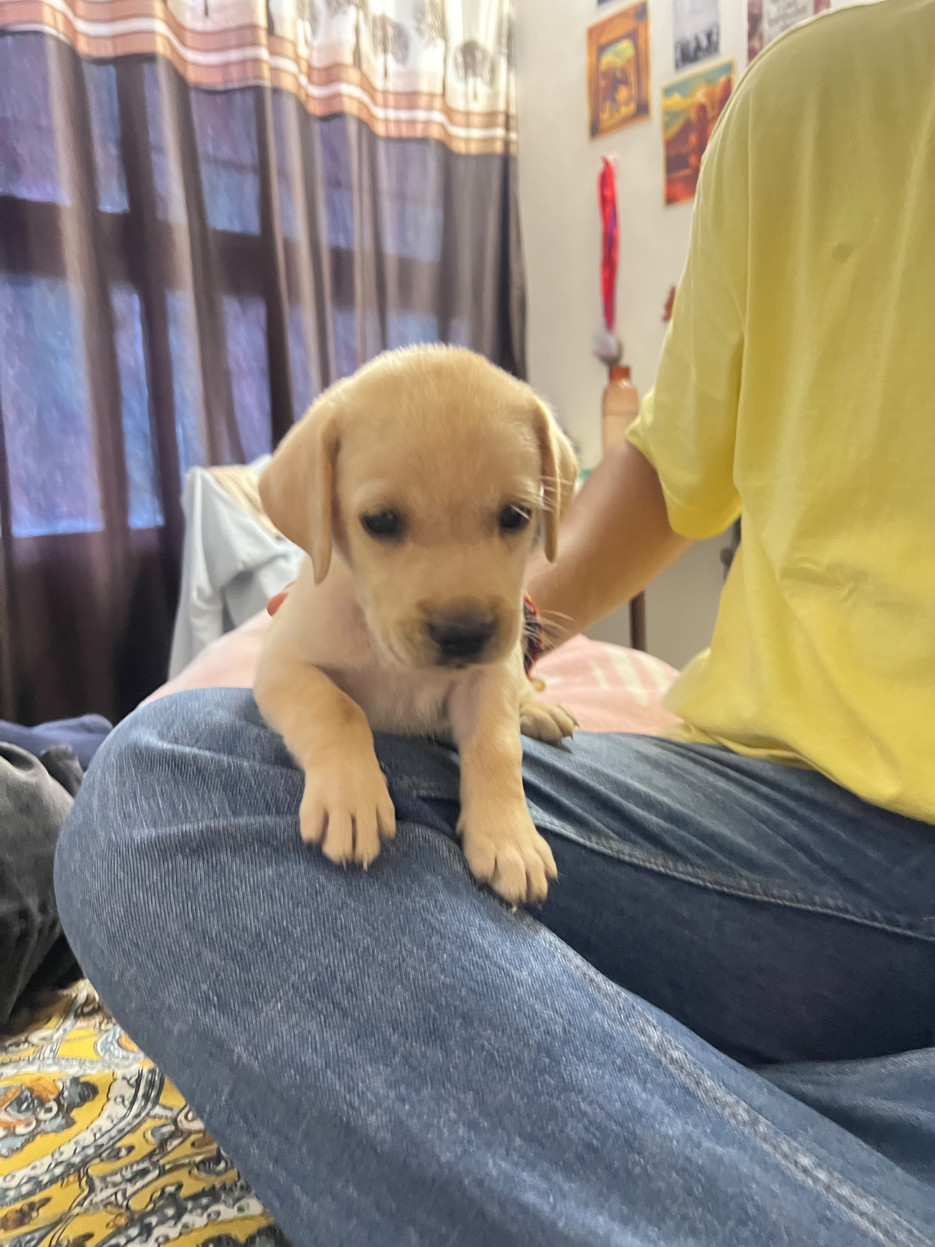 Male labrador cute puppy for sale