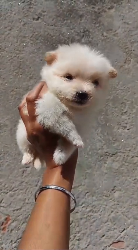 Culture pom for sale male heavy fur and fully active puppy age 2 month
